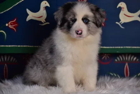 Border Collie - Enigma