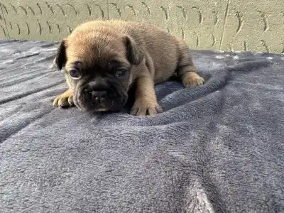 Francuski buldog - Liza
