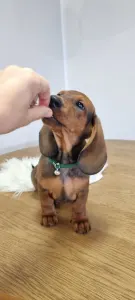 Dachshund - Arthur