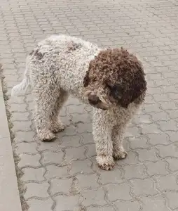 Lagotto Romagnolo - Aisha