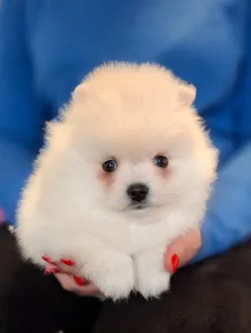 Pomeranian - Snow
