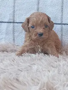 Cavapoo - Leonard