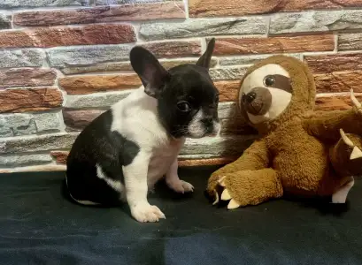 French Bulldog - Imobile