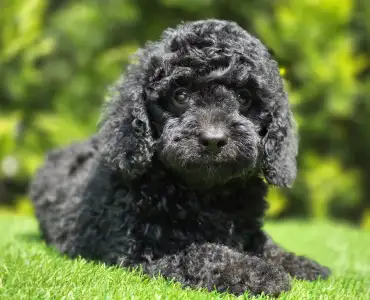Cavapoo - Mendosa