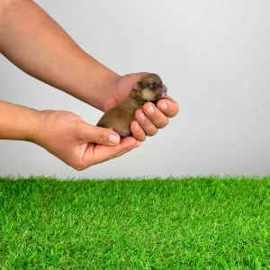 Spitz tedesco piccolo - Comet