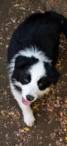 Border Collie - Piros Nyakörv/fekete Kan