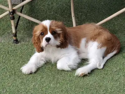 Cavalier King Charles Spaniel - Jackpot