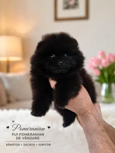 Pomeranian - Poma