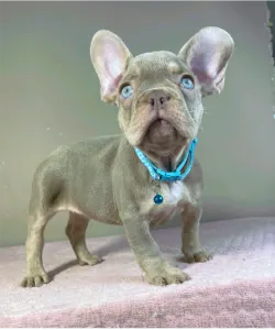 Buldog francuski - Enzo