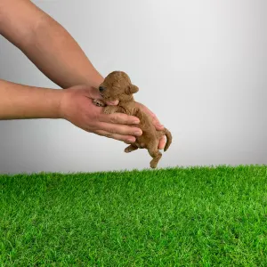 Poodle Miniature - Henessy