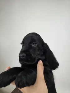 Cocker spaniel angielski - Sugar Rush Ride