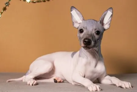 American Hairless Terrier - Arion Vale