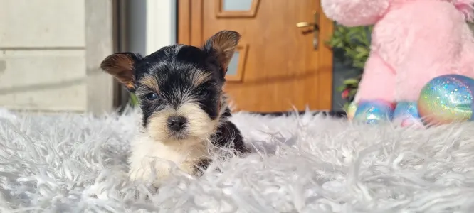 Biewer Terrier - Odin