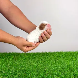 Кавалер кинг-чарльз-спаниель - Biggi