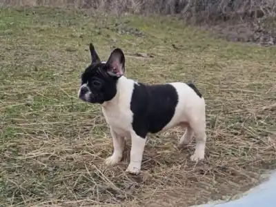 Französische Bulldogge - Isabell
