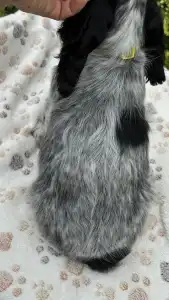 Cocker Spaniel anglais - Sára