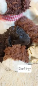 Lagotto Romagnolo - Ürömi Szarvasgombász Daffny