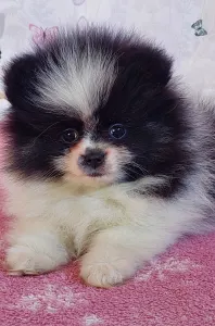 Pomeranian - Dream