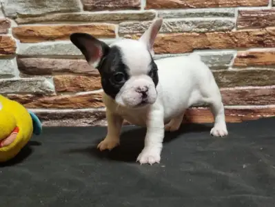 Bulldog francez - Ice Bear