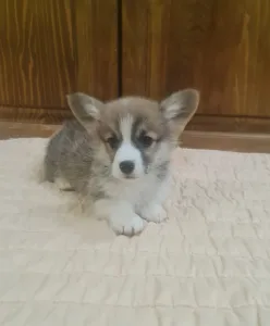 Welsh Corgi Pembroke - Darios