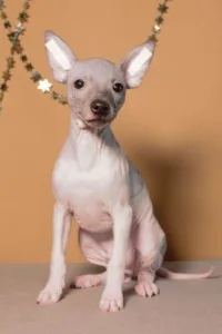 American Hairless Terrier - Arion Vale