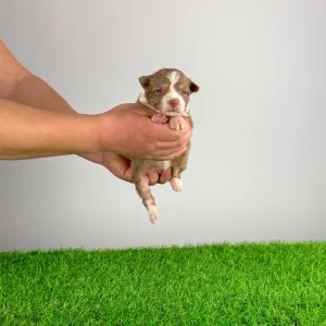 Australian Shepherd - Beira
