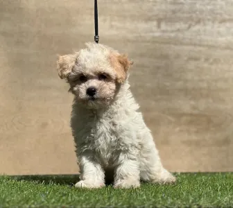 Maltipoo - Neela