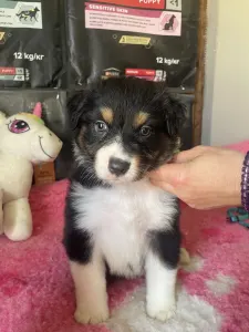 Australian Shepherd - Black Tri Kan/ Male Nbt Piros Nyakörv