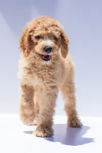 Goldendoodle - F1b Ace