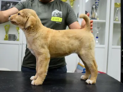 Central Asia Shepherd Dog - Japy