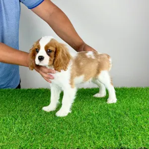 Cavalier King Charles Spaniel - Zammel