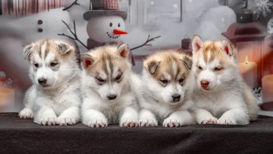 Husky siberian - Grey