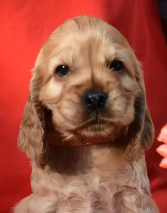 Cocker spaniel angielski - Evita From Work & Show