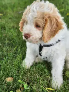 Lagotto Romagnolo - Alfi