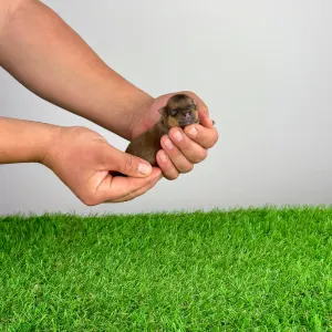 Spitz tedesco piccolo - Cheddar