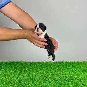 Boston Terrier - Yummy