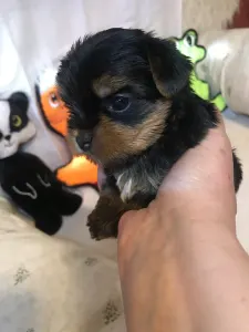 Yorkshire Terrier - Kelly