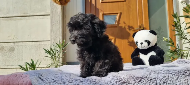 Maltipoo - Bagira