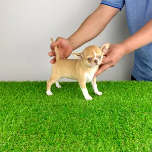 Chihuahua - Zimba 