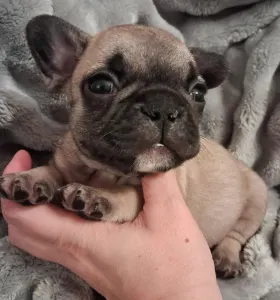 Bouledogue français - Hero From Lilis Breed