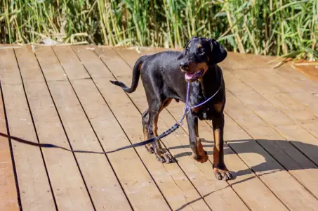 Dobermann - Antonio