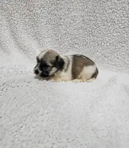 Bichon havanais - Mia