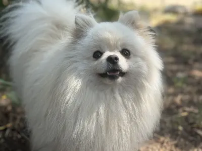 German Pomeranian Spitz - Azurkék-ragyogás Nato