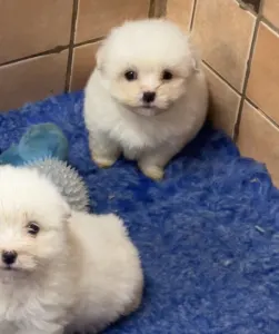 Coton de Tulear - Blanca