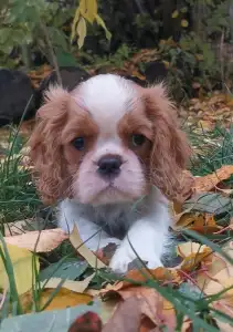 Cavalier King Charles Spaniel - Flórián