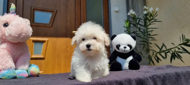 Maltipoo - Kókusz