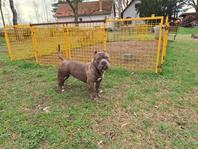 American Bully - Pocket - Dakota