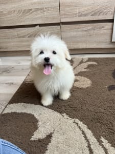 Coton de Tulear - Cote D’ Azur