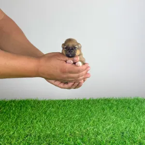 Pomeranian - Rini