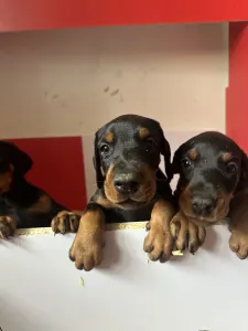Dobermann - Lux 